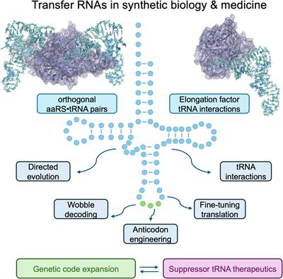 Editorial: Synthetic biology and therapeutic applications of transfer RNA